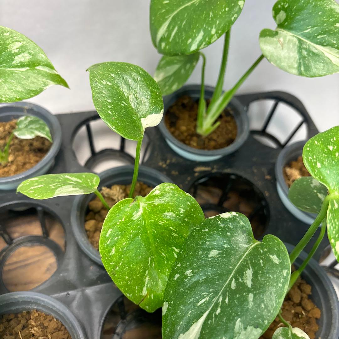 s*a様 10株セットms77【訳あり】モンステラ・タイコンステレーション 斑入