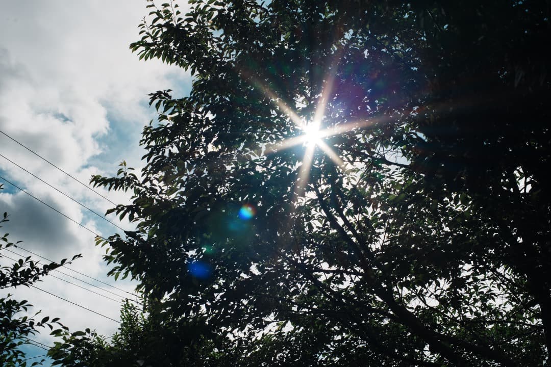 【極美品】Carl Zeiss Planar 50mm F1.7 AEJ 96