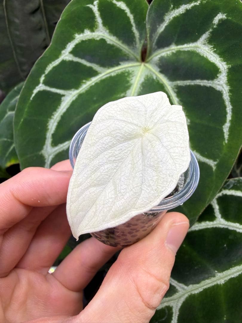 アロカシア　メロアルボバリエガータ　斑入り