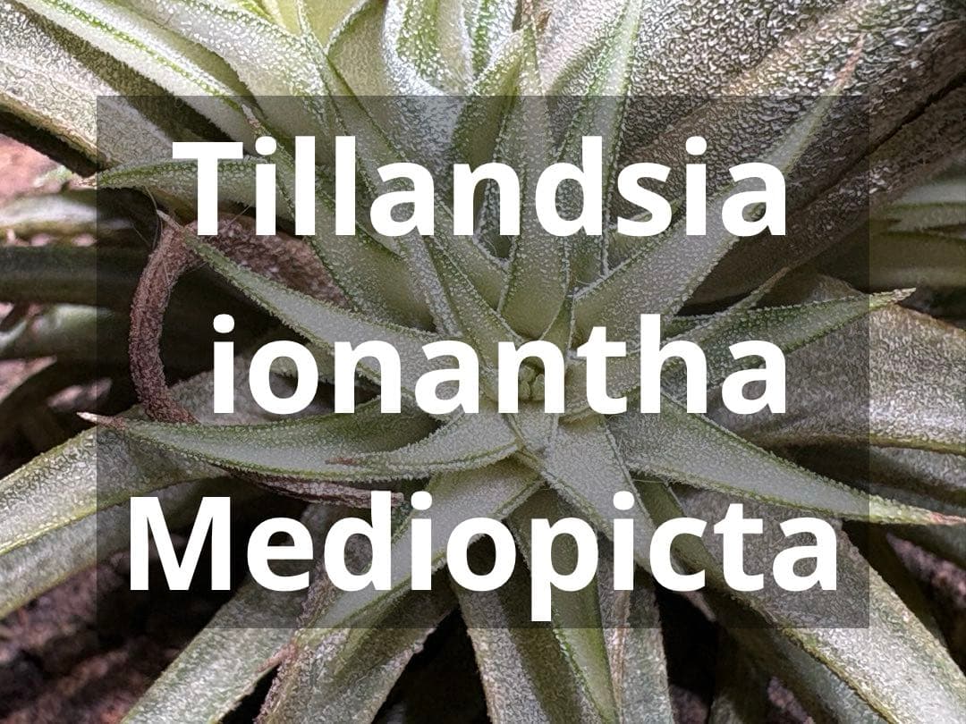 ティランジア イオナンタ メディオピクタ / チランジア エアプランツ 超レア