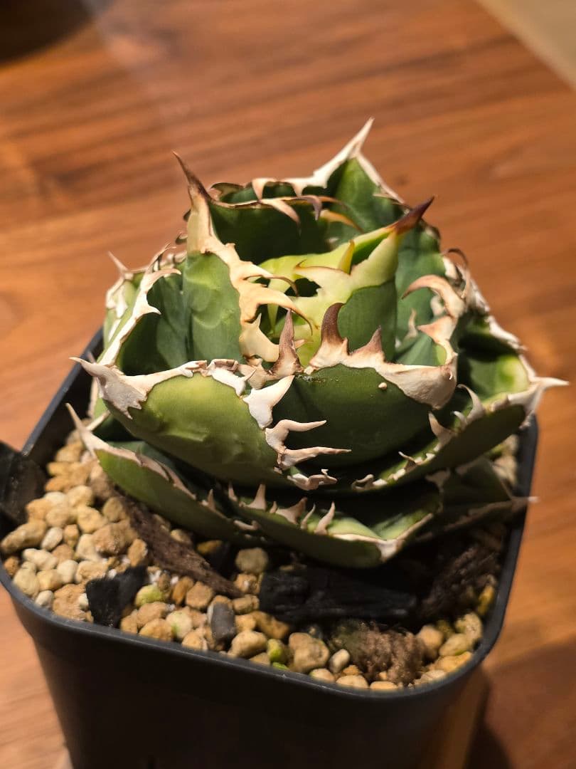 【子株販売】 アガベ コック agave titanota cok CG-01