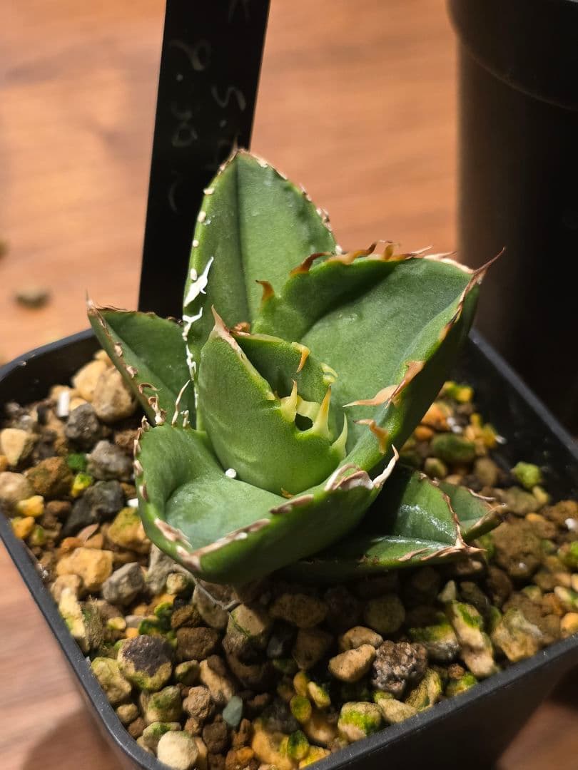 【子株販売】 アガベ コック agave titanota cok CG-01