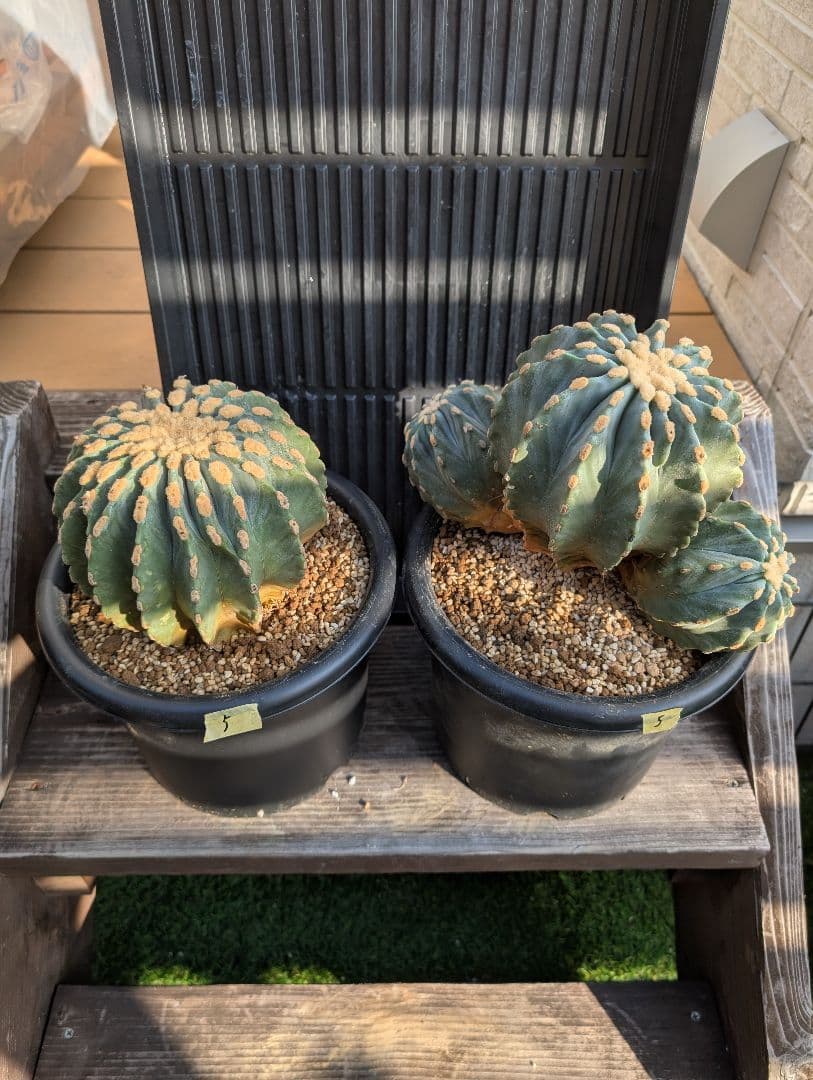 【Omc Labo】極上5 2株セット　フェロカクタス刺無王冠竜　希少 サボテン