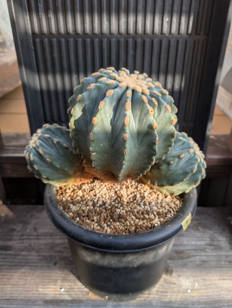 【Omc Labo】極上5 2株セット　フェロカクタス刺無王冠竜　希少 サボテン