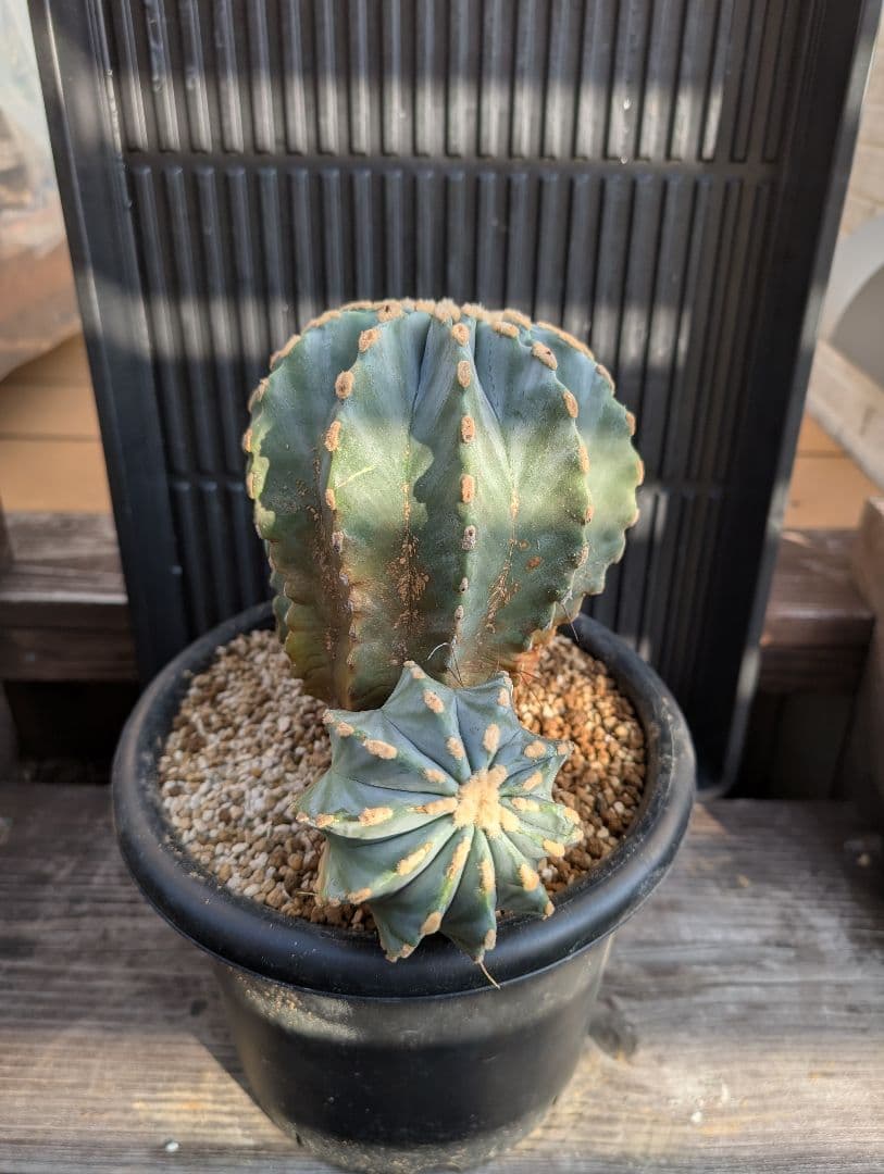 【Omc Labo】極上5 2株セット　フェロカクタス刺無王冠竜　希少 サボテン