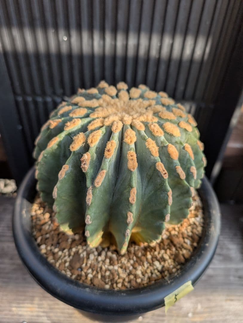 【Omc Labo】極上5 2株セット　フェロカクタス刺無王冠竜　希少 サボテン