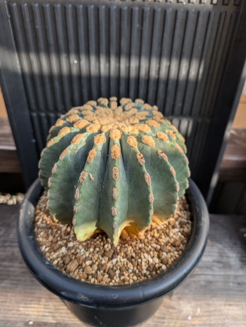 【Omc Labo】極上5 2株セット　フェロカクタス刺無王冠竜　希少 サボテン