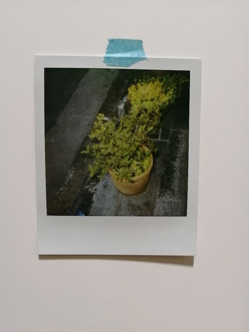 アメリカ並行輸入　レア超美品未使用動作確認済ポラロイド デカルトdecaltes