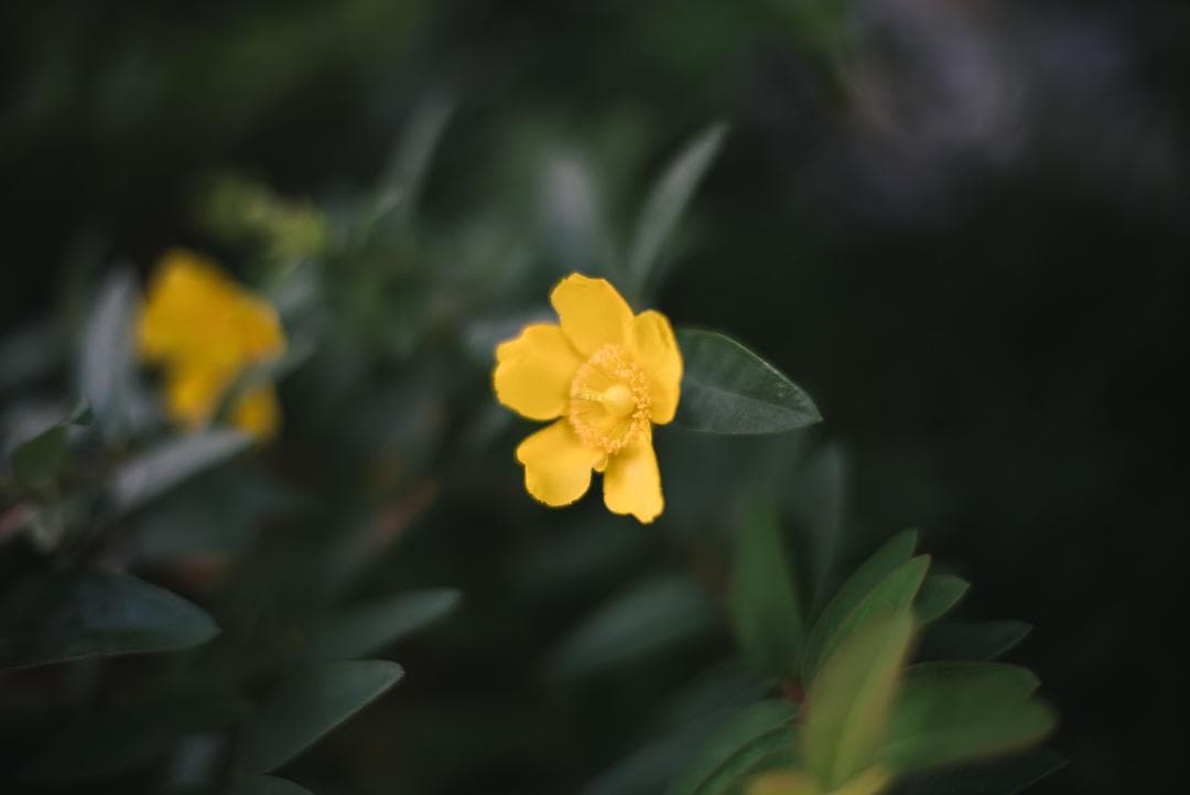 夜と言う名のレンズ Voigtlander NOKTON 50mm F1.1