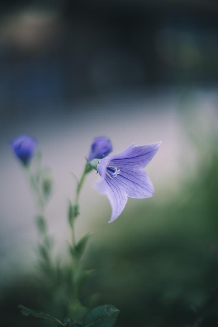 夜と言う名のレンズ Voigtlander NOKTON 50mm F1.1