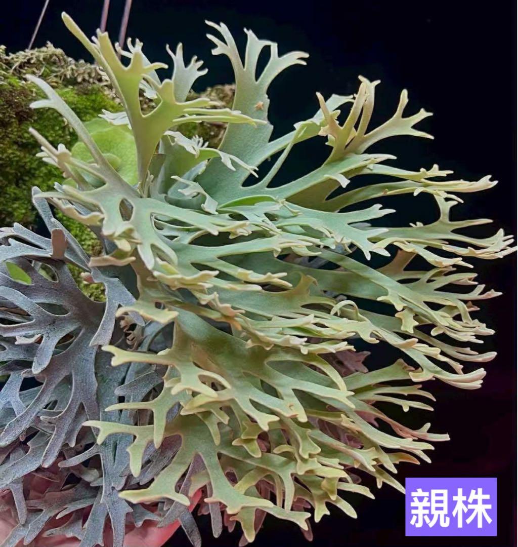 H*N様 P.willinckii Yellow moon dwarf