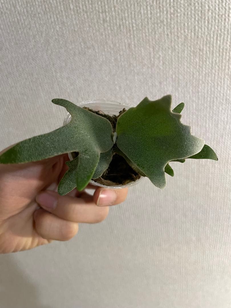 H*N様 P.willinckii Yellow moon dwarf