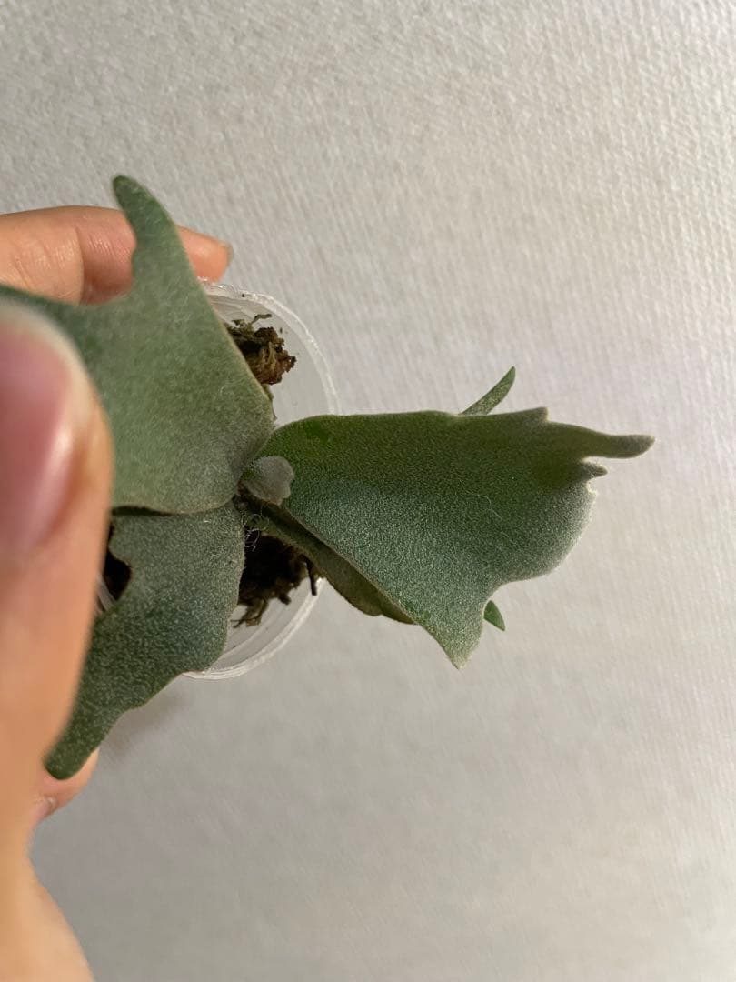 H*N様 P.willinckii Yellow moon dwarf