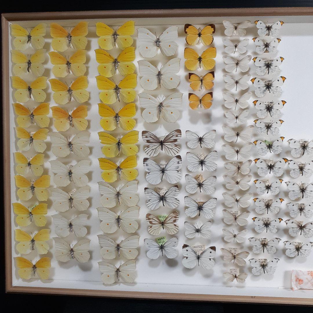 蝶標本　シロチョウ、ヒカゲチョウ類ほか20種156頭、大型ドイツ標本箱二箱入り