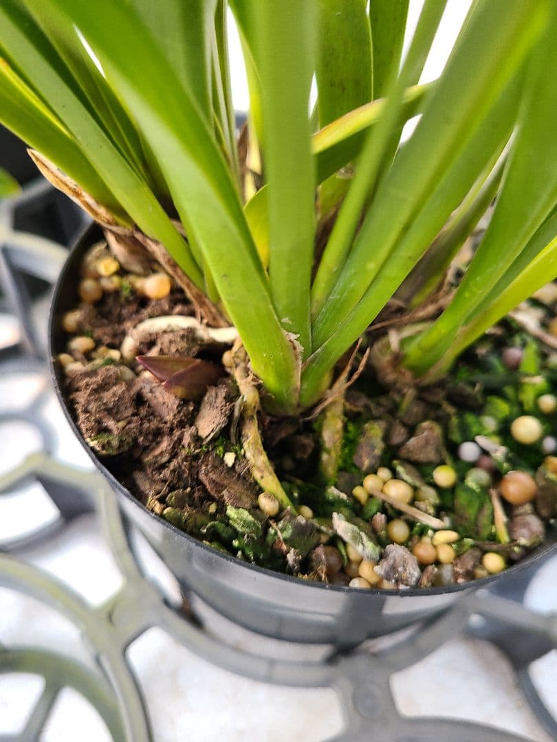 4寸。ミスマフェット。花芽合計19個。5鉢セット。蜜蜂誘引蘭。日本蜜蜂