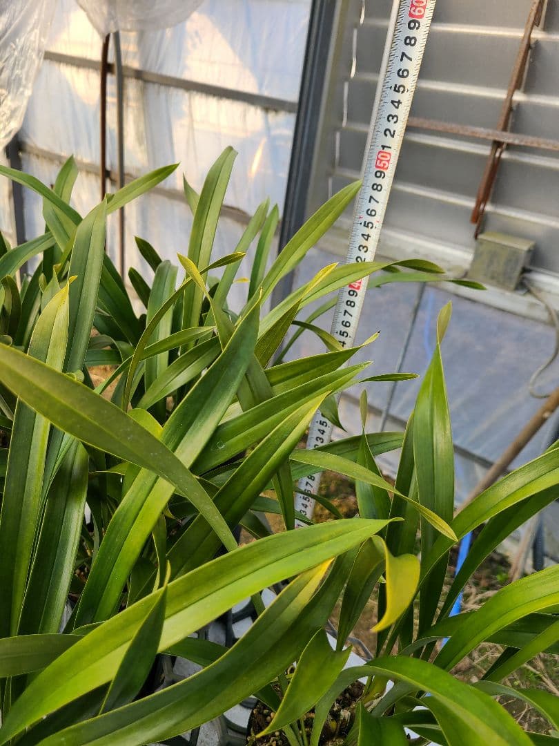 4寸。ミスマフェット。花芽合計19個。5鉢セット。蜜蜂誘引蘭。日本蜜蜂