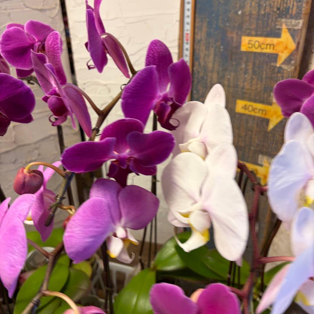 ♡*♡様 胡蝶蘭 10ポット ファレノプシス