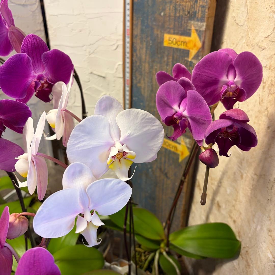 ♡*♡様 胡蝶蘭 10ポット ファレノプシス