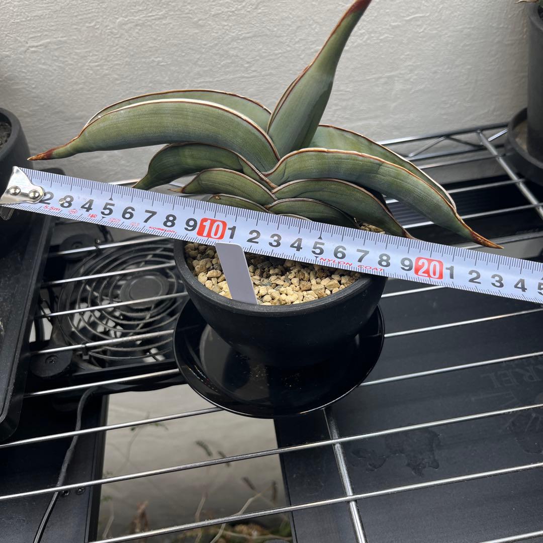 サンセベリア　ロリダ　斑入り　サンスベリア