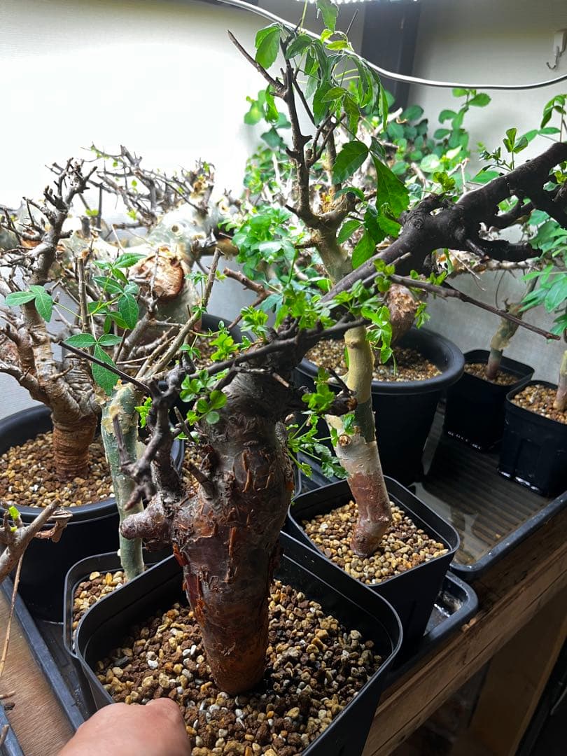 クリスマスセールコミフォラオブロンギフォリア