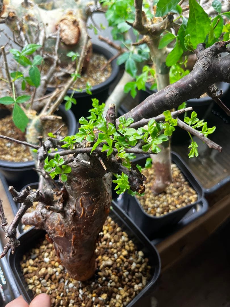 クリスマスセールコミフォラオブロンギフォリア