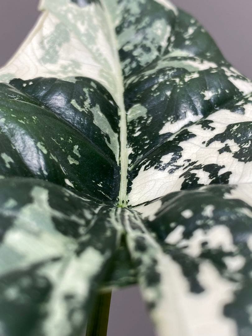 レ*迎様 【超希少‼️美株✨】アロカシア　シンポ　アルボ　斑入り　白斑　レア　人