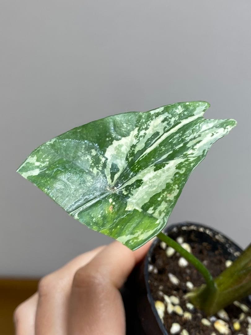 レ*迎様 【超希少‼️美株✨】アロカシア　シンポ　アルボ　斑入り　白斑　レア　人