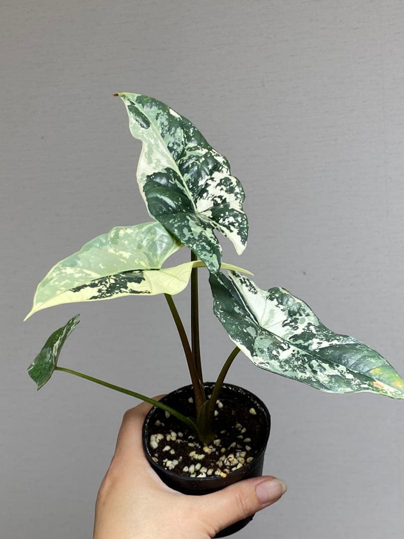 レ*迎様 【超希少‼️美株✨】アロカシア　シンポ　アルボ　斑入り　白斑　レア　人