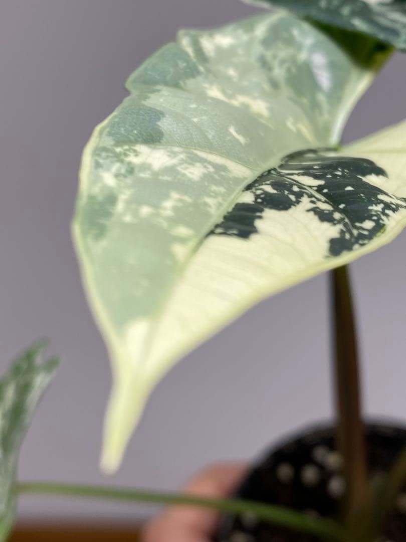 レ*迎様 【超希少‼️美株✨】アロカシア　シンポ　アルボ　斑入り　白斑　レア　人