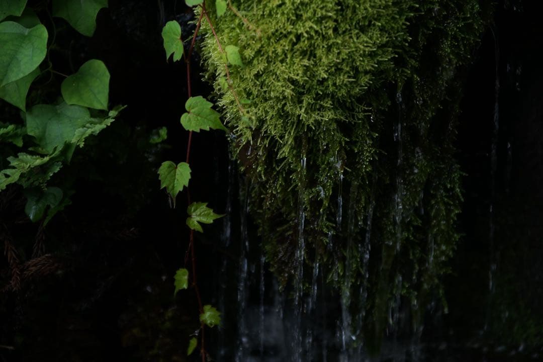 作例付き　RMC TOKINA 28-85mm F4 OM 管mpr