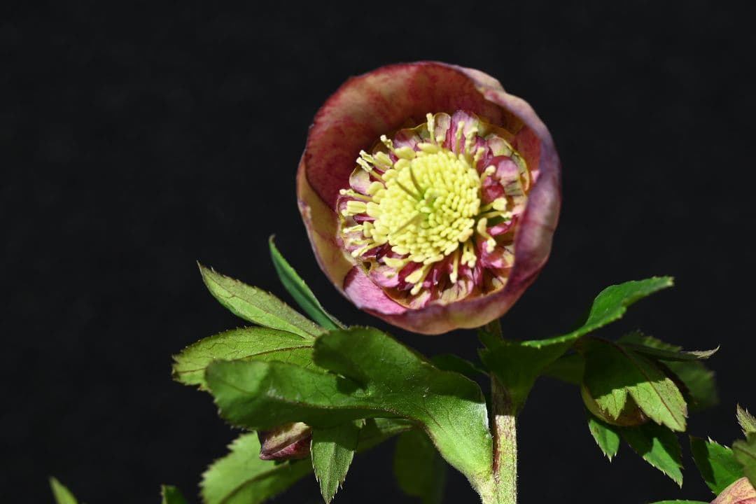 クリスマスローズ　認定毬姫　加藤農園