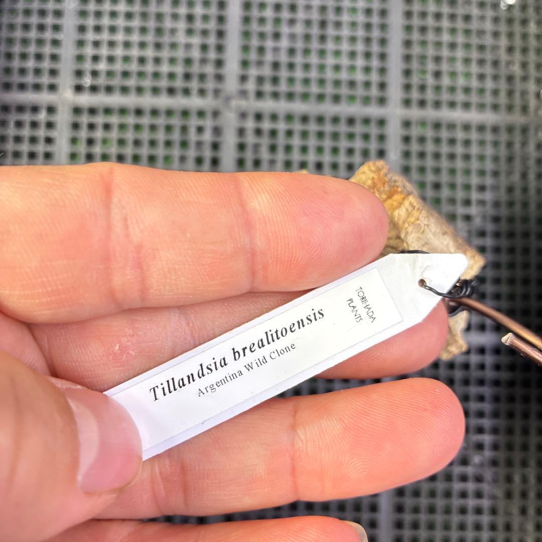 Tillandsia brealitoensis 確認用