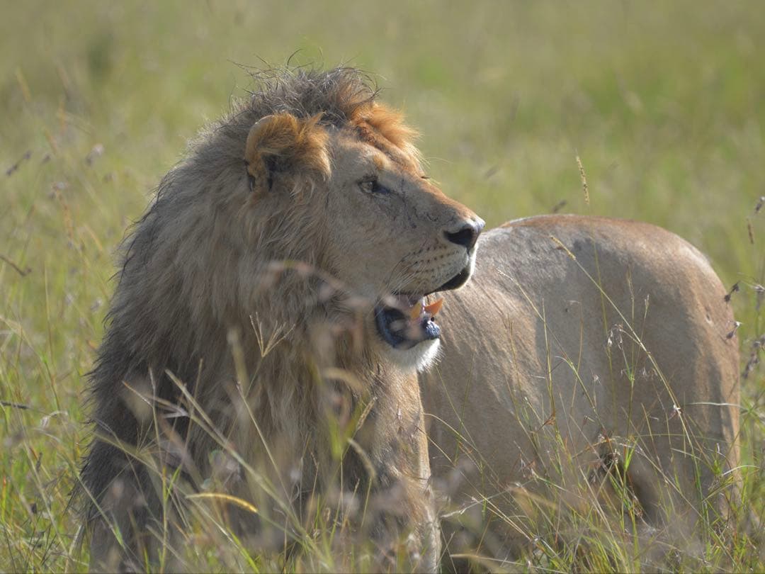 SIGMA 150-600 Contemporary NIKON Fマウント用