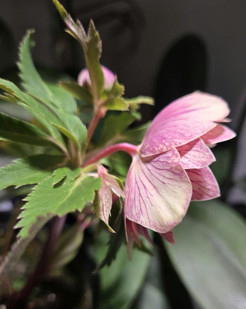 a*a様 未株分　認定ソレイユd d 　広瀬園芸　クリスマスローズ