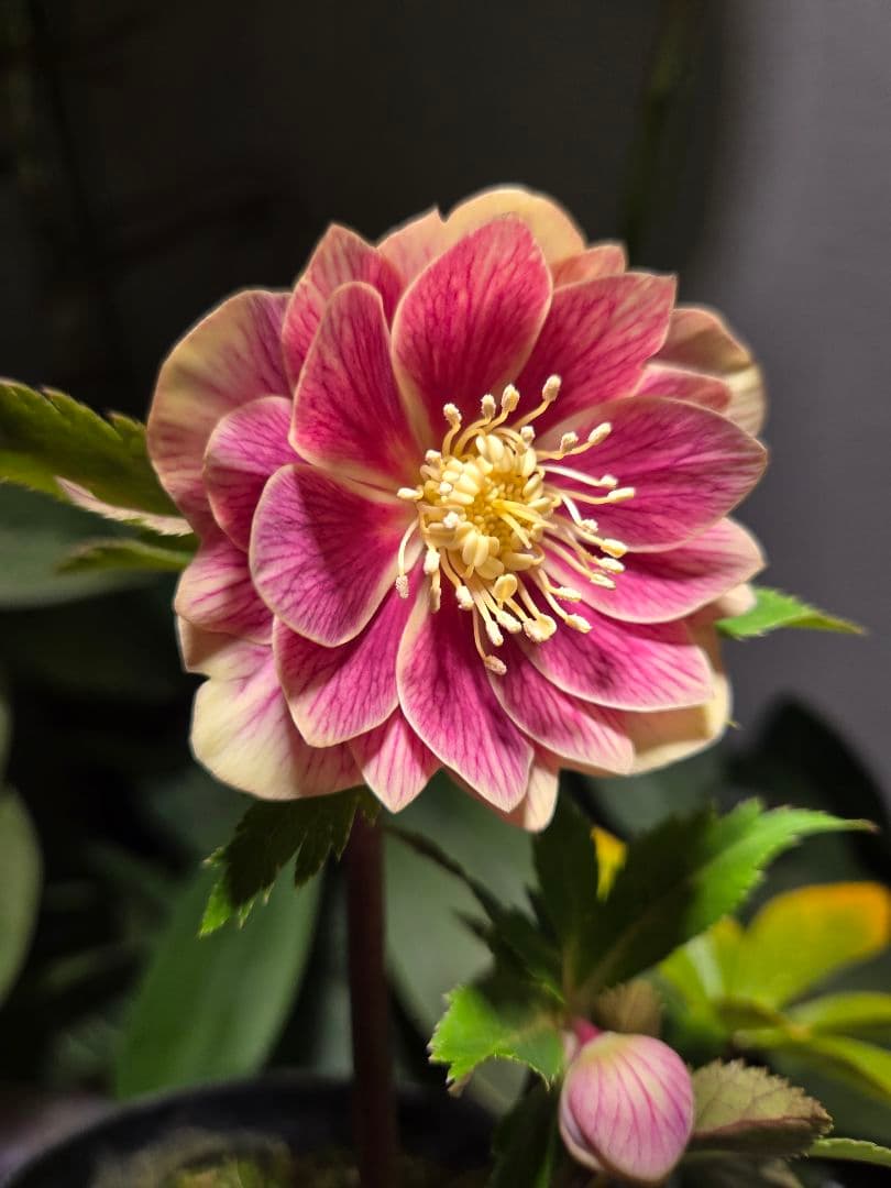 a*a様 未株分　認定ソレイユd d 　広瀬園芸　クリスマスローズ