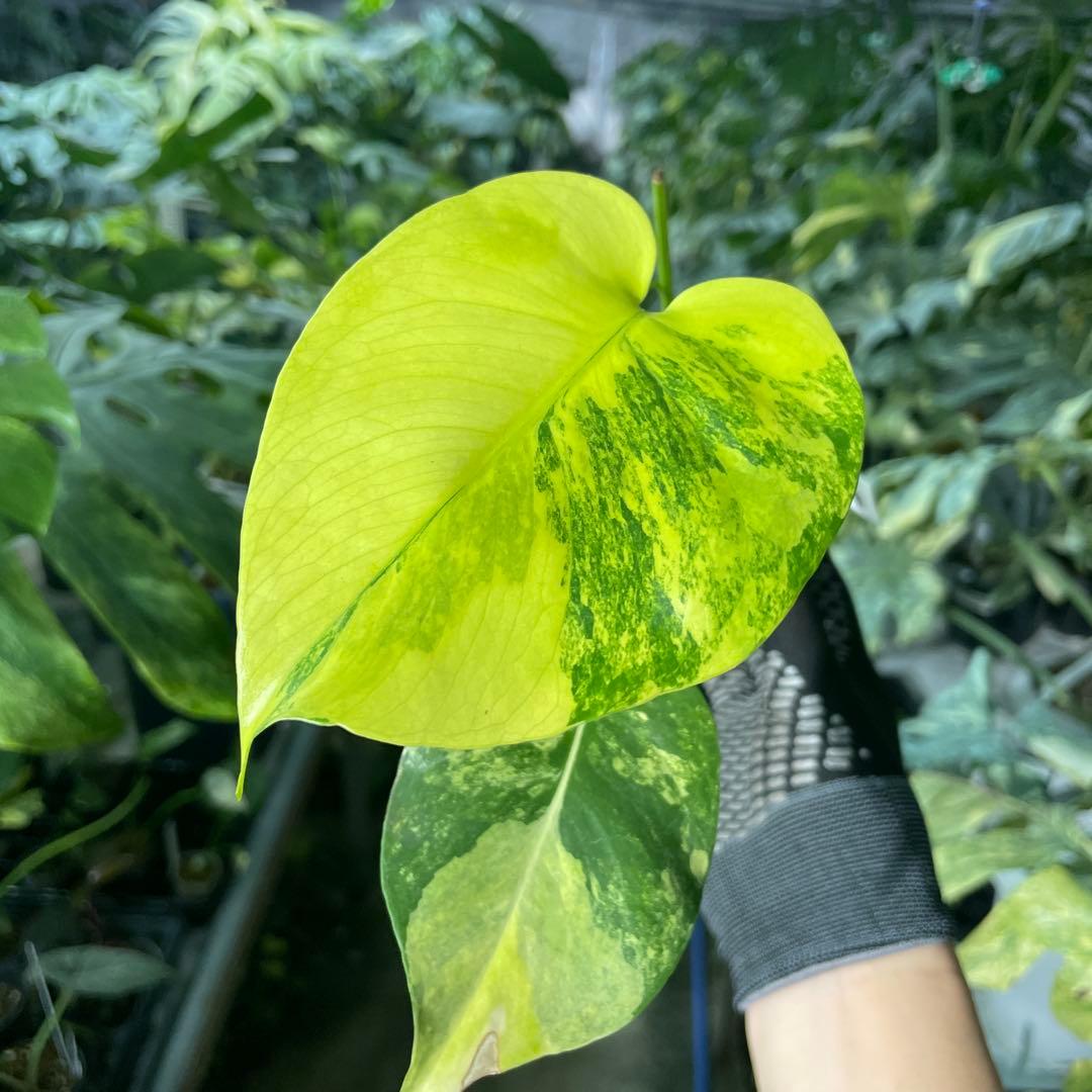 MC3 モンステラ　イエローマリリン　黄斑入り