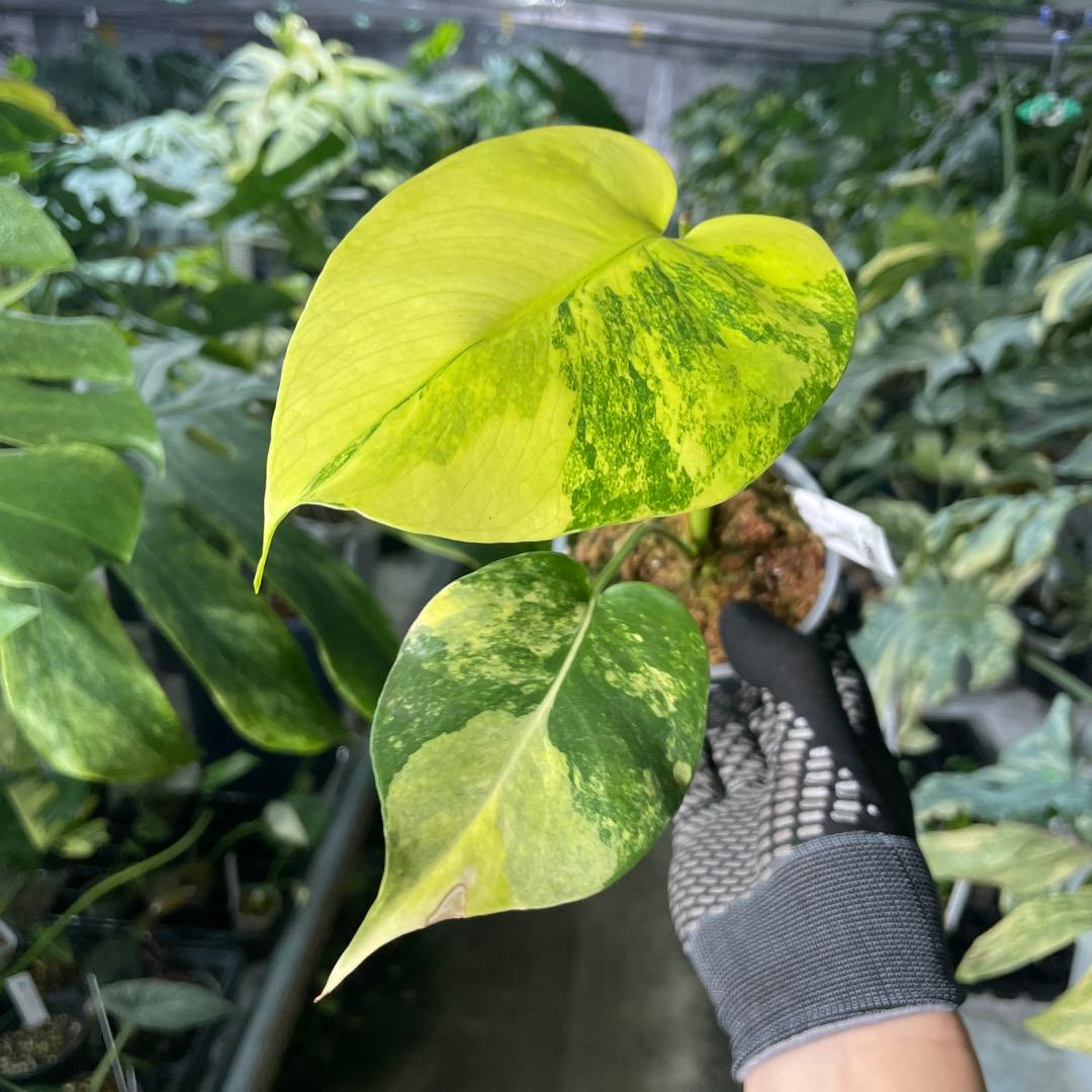 MC3 モンステラ　イエローマリリン　黄斑入り