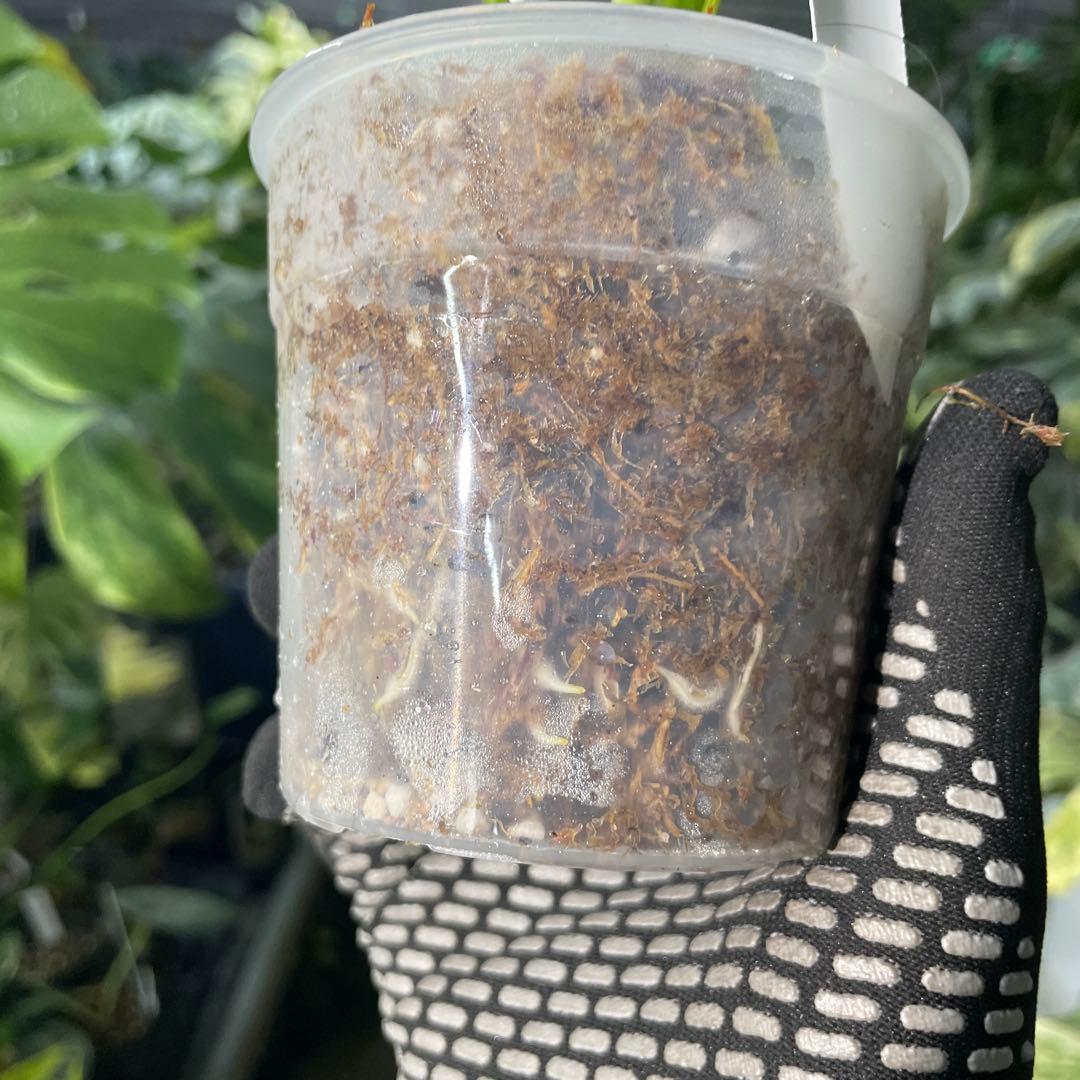 MC3 モンステラ　イエローマリリン　黄斑入り