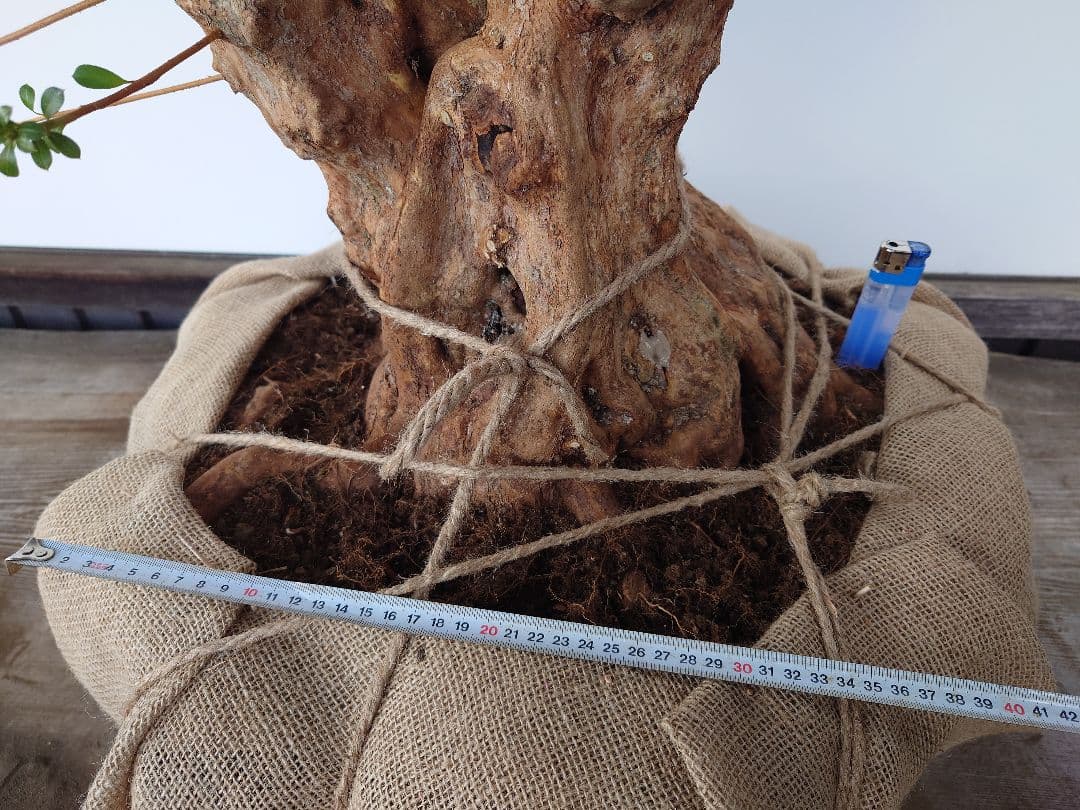 ミ*ナ様 盆栽　皐月(栄冠)　幹回り60cm　樹高64cm