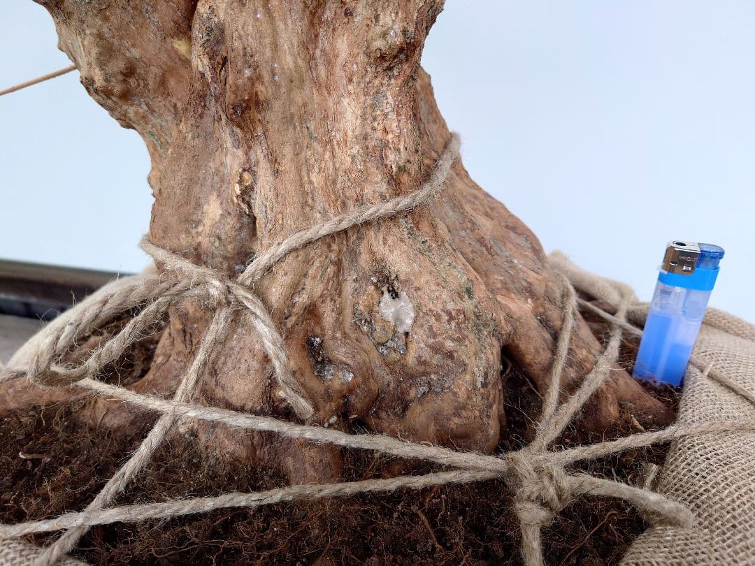 ミ*ナ様 盆栽　皐月(栄冠)　幹回り60cm　樹高64cm