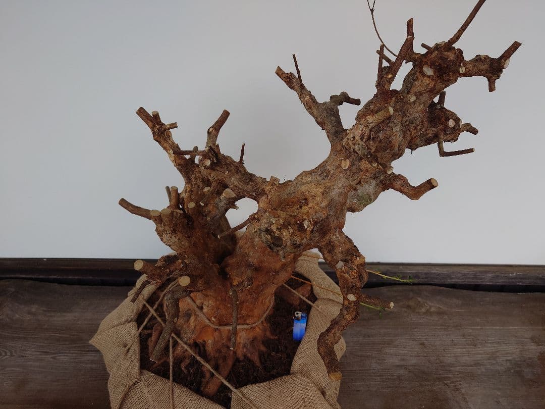 ミ*ナ様 盆栽　皐月(栄冠)　幹回り60cm　樹高64cm