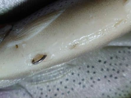 ハドルストン ハドルトラウト 8インチ×2 6インチ×1 オールド