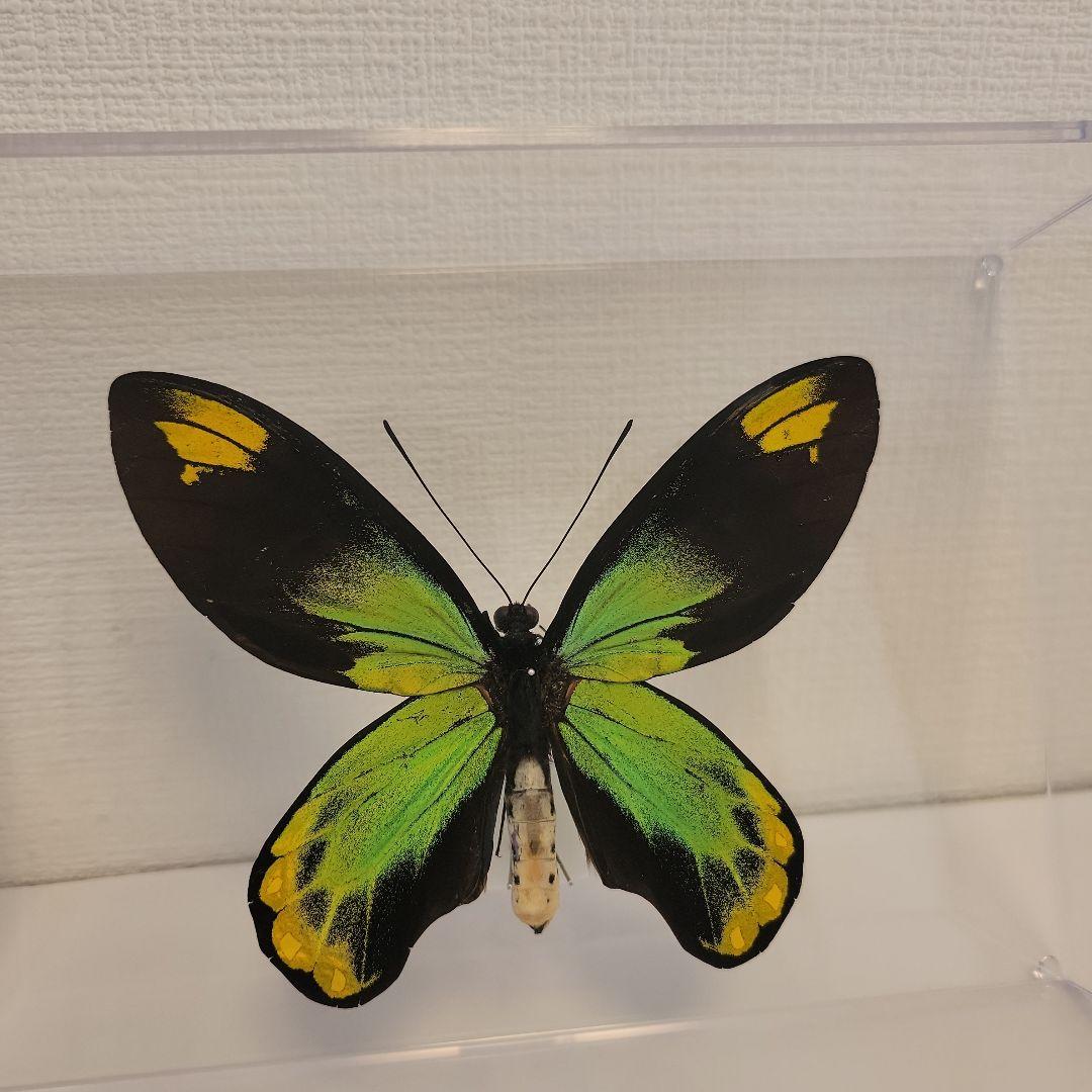 蝶の標本　トリバネチョウの世界(珍珍)