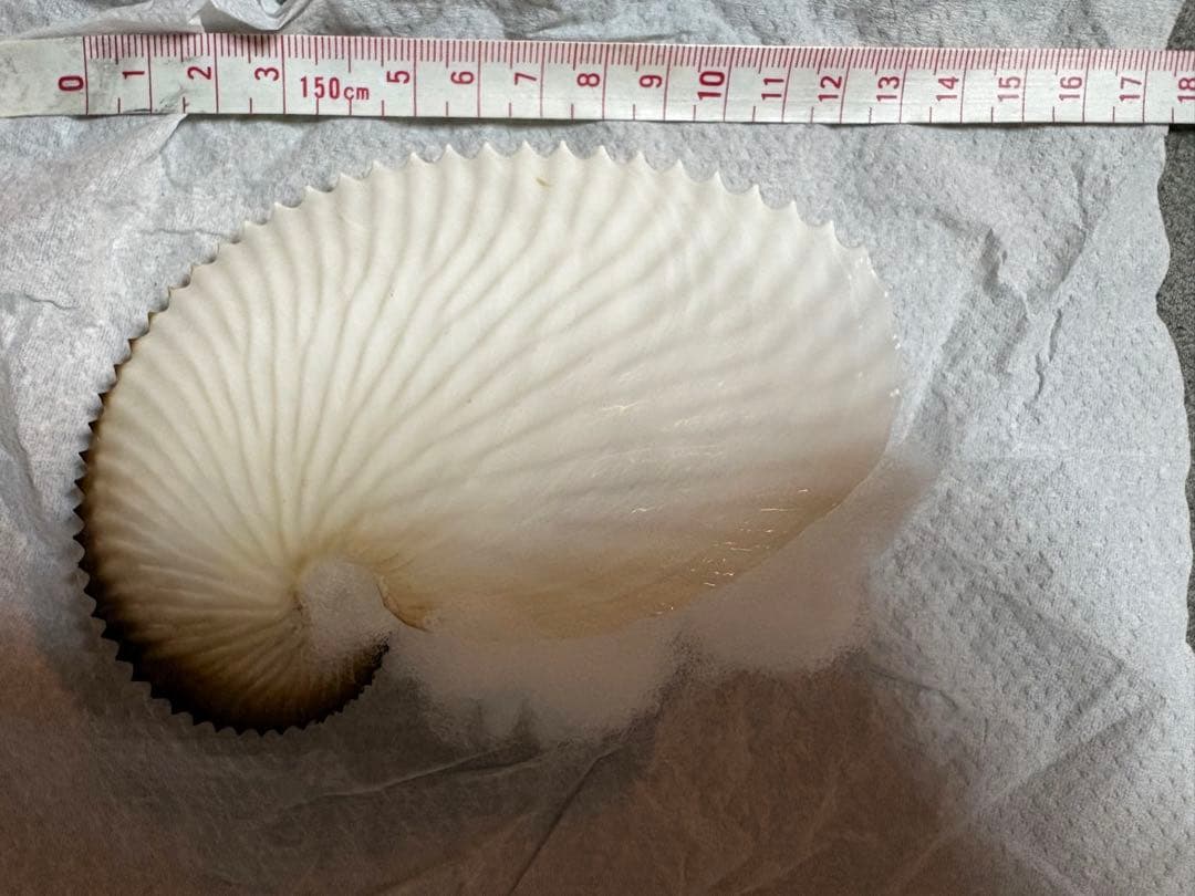 アオイガイ　8個セット