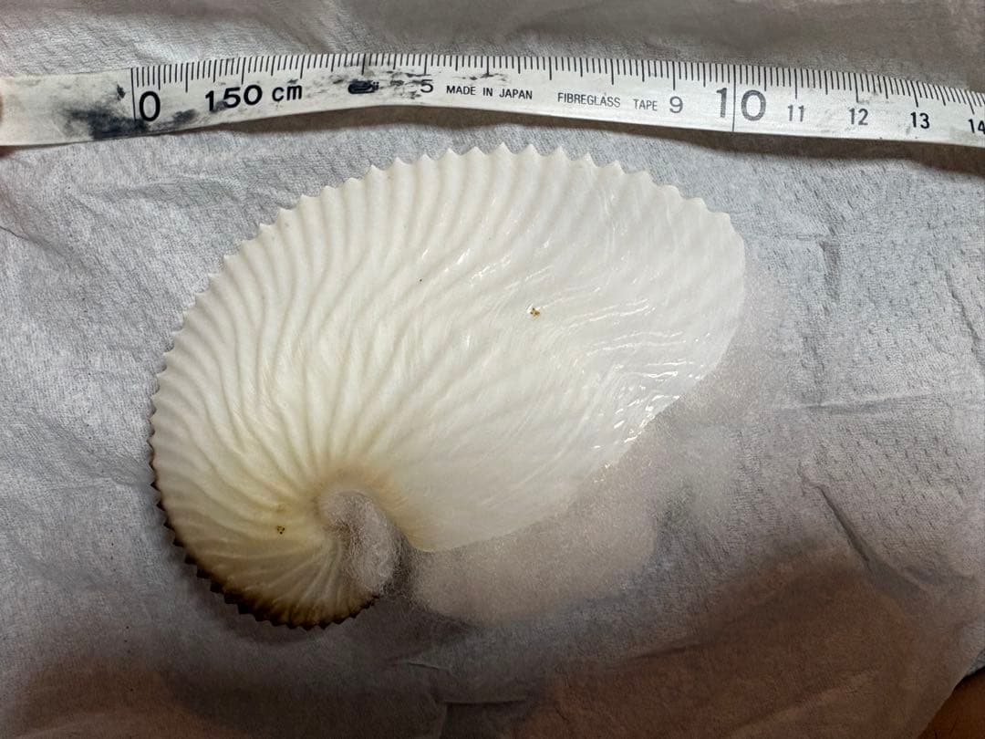 アオイガイ　8個セット