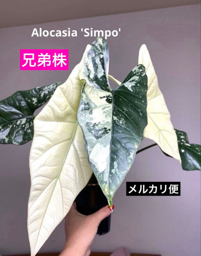 テ*ー様 【超希少‼️美株✨】アロカシア　シンポ　アルボ　斑入り　白斑　レア　人