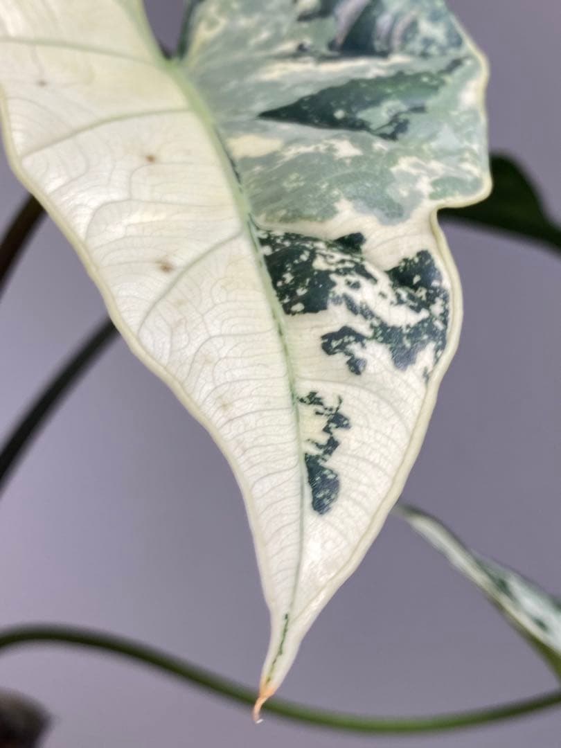 テ*ー様 【超希少‼️美株✨】アロカシア　シンポ　アルボ　斑入り　白斑　レア　人