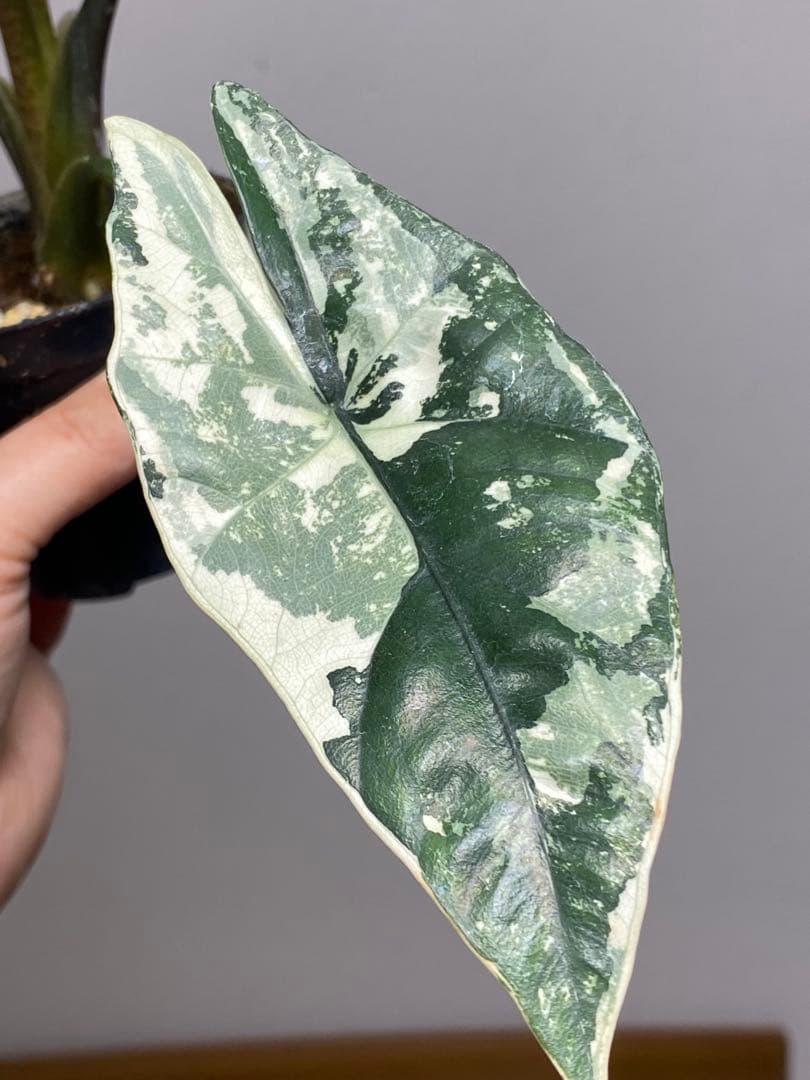 テ*ー様 【超希少‼️美株✨】アロカシア　シンポ　アルボ　斑入り　白斑　レア　人