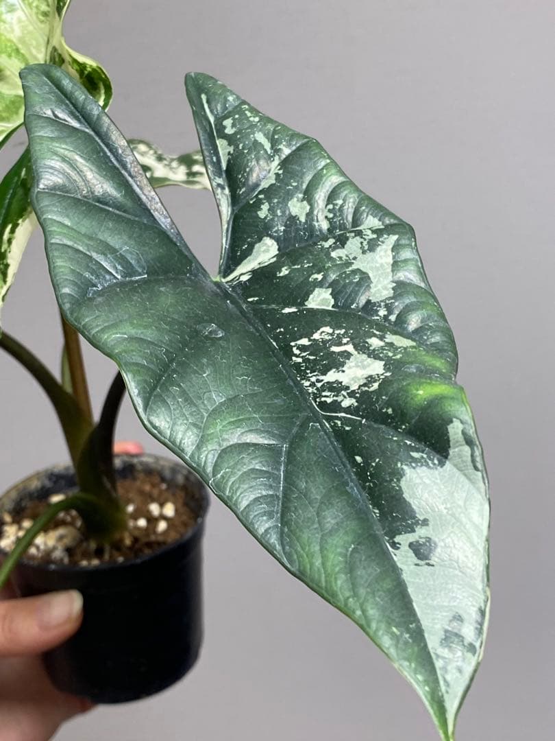 テ*ー様 【超希少‼️美株✨】アロカシア　シンポ　アルボ　斑入り　白斑　レア　人