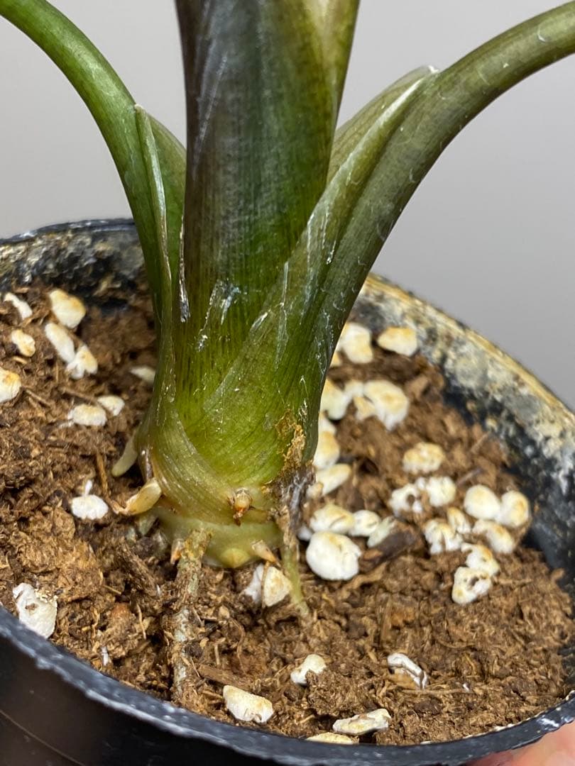 テ*ー様 【超希少‼️美株✨】アロカシア　シンポ　アルボ　斑入り　白斑　レア　人